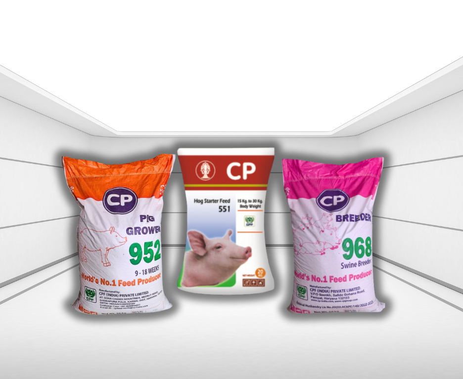 Cp feeds for pigs