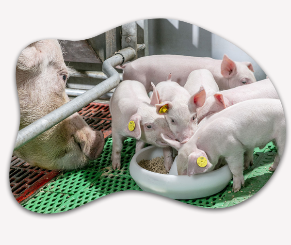 cp feeds - pig best feeds in kerala